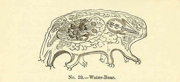 [tardigrade, historical drawing]