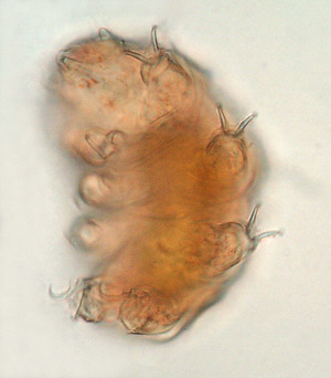[young water bear]
