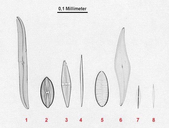 [ Diatom test slide by Klaus Kemp, U.K., overview ]