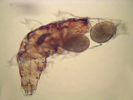 [ tardigrade Milnesium tardigradum during egg deposition ]