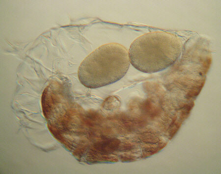 [ tardigrade Milnesium tardigradum, crawling in cuticula with deposited eggs ]