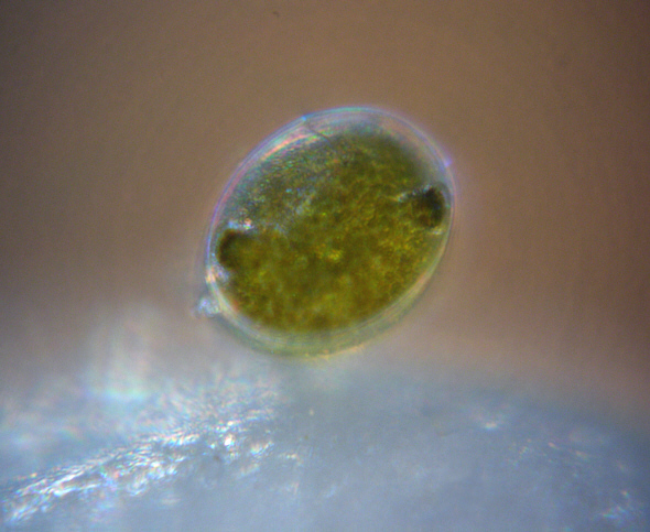 [ Diatom on a sand grain from a sand sample taken at the Kiel Bay, Germany ]