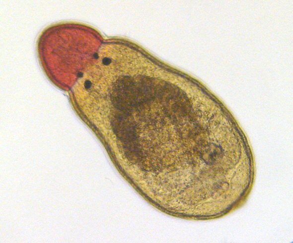 [ Microscopic flatworm ]