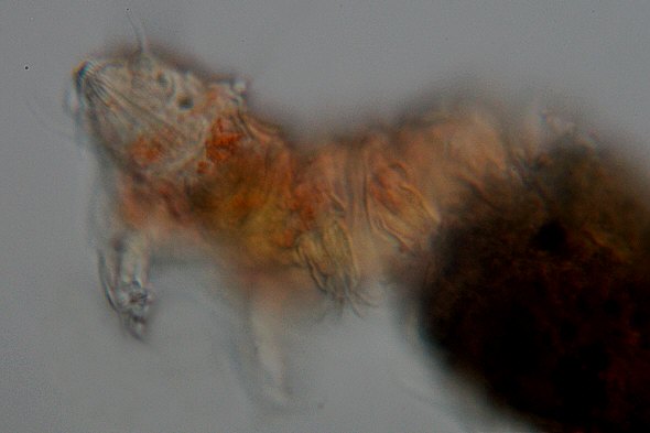 [ Small Echiniscus tardigrade from the Austrian rock wall ]