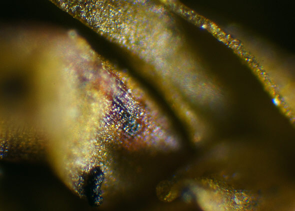 [ Echiniscus sp. tardigrade behind moss leaf, incident light ]