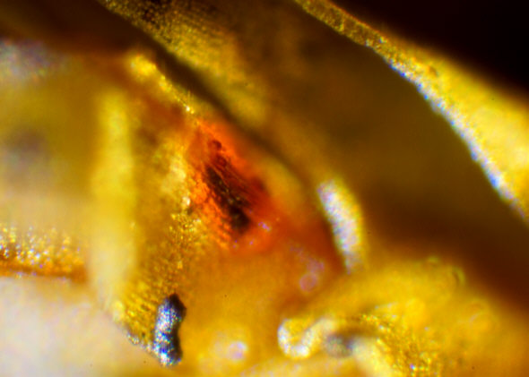 [ Echiniscus sp. tardigrade behind moss leaf, transmitted light ]