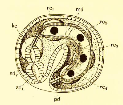 [ Tardigrades: Egg deposited by Milnesium tardigradum]