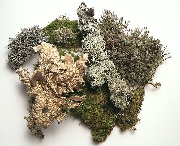 [ Mosses and lichens from the Canary Islands ]