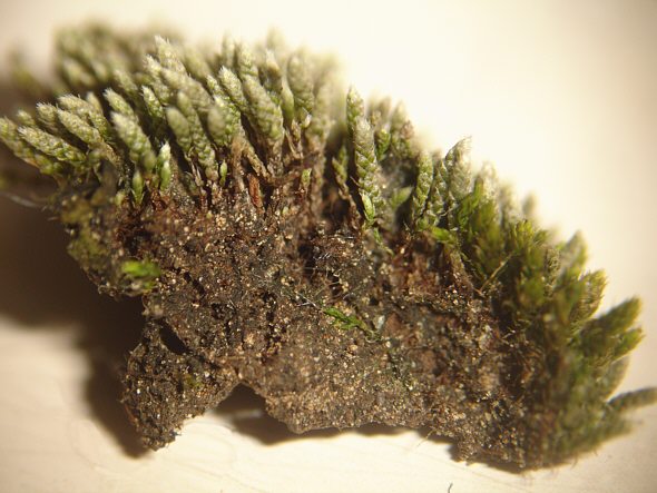 [ Moss sample from our own car ]