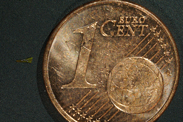 [ Tardigrades and 1 Cent coin, photographed by means of a Sony Nex-5N camera equipped with a Hexanon macro objective ]