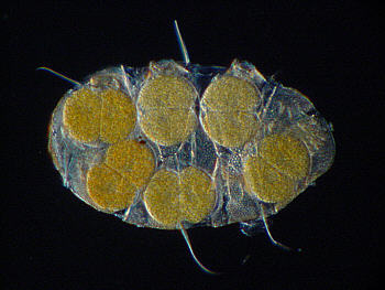 [ Echiniscus tardigrade eggs, first cell division stage ]