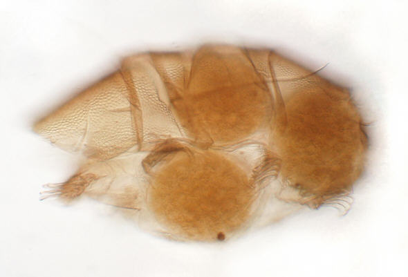 [ Echiniscus tardigrade egg, multi cell stage. 'Morula']