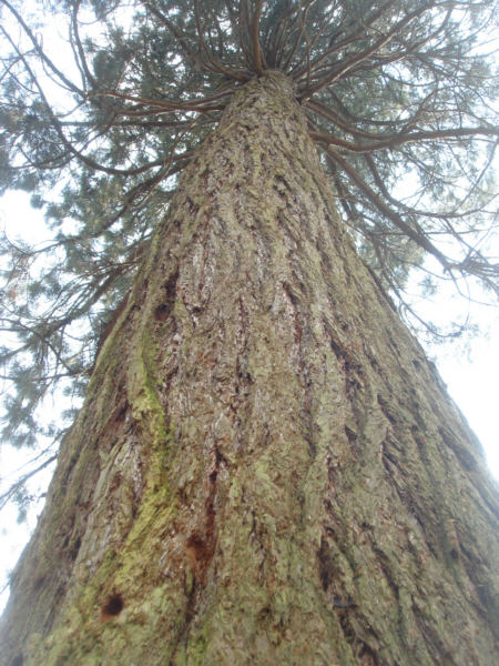 [ Giant redwood, in a German town called Grafrath, near Munich ]