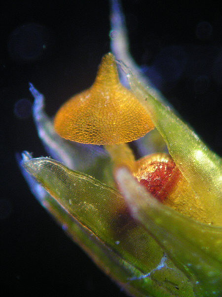 [ tip of the capsule of a moss plant ]
