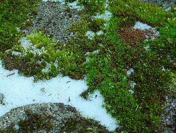 [ snow and moss ]