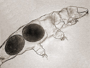 [tardigrade tardigrades water bear ,eggs of Milnesium tardigradum in cuticula]