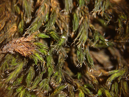 [ Dry moss ]
