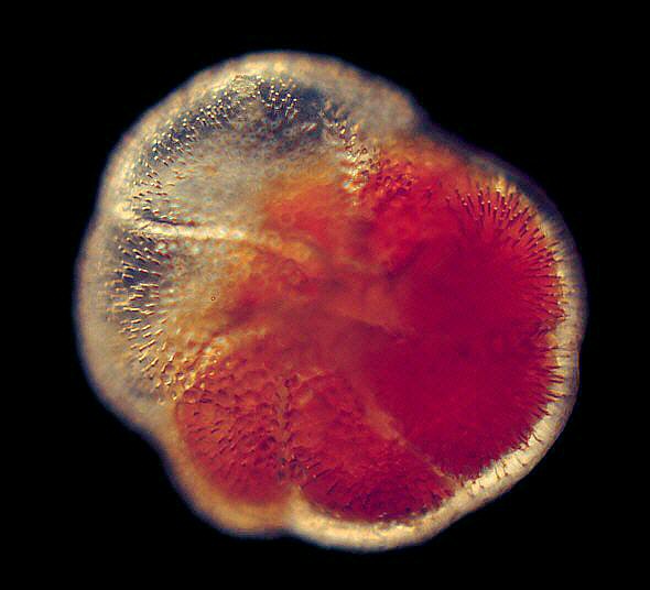 [ Living foraminifera from Lopar ]