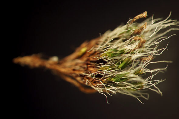 [ Single stem from a Grimmia pulvinata moss cushion ]