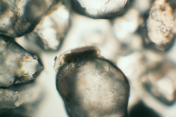 Kielbasa kraut recipe