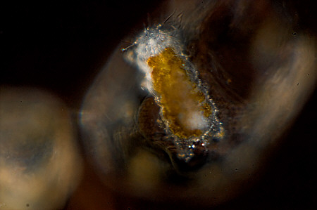 [ Batillipes tardigrade from the Kiel Foehrde ]
