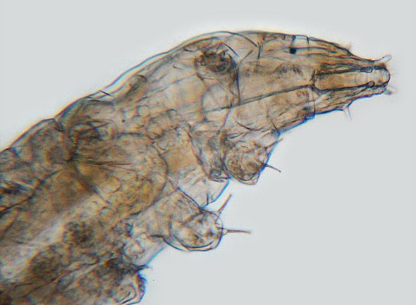 [ Milnesium tardigradum from the rock wall sample ]
