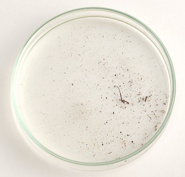 [ Residue in the Petri dish after the removal of the moss ]