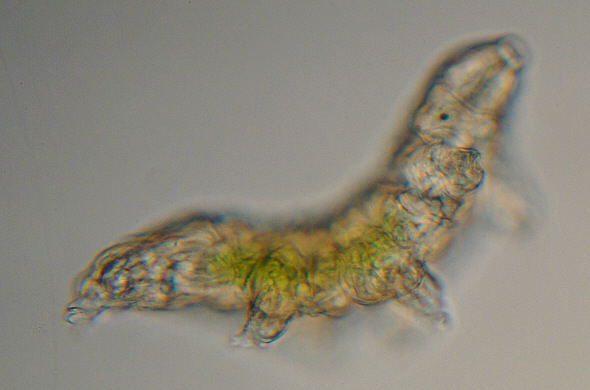 [ A tardigrade from Munich pavement moss: total view ]