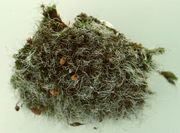 [ Grimmia pulvinata moss cushion, top view ]