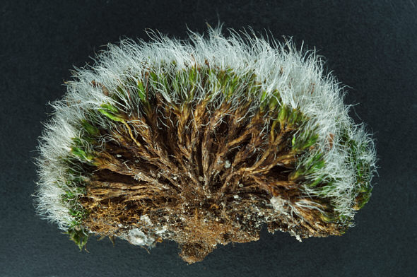 [ Grimmia pulvinata moss cushion, cross section view ]