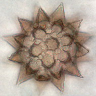 [tardigrades #5: Egg -- Ei ]