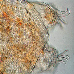 [tardigrades #6: Old water bear -- Greiser Wasserb&auml;r]