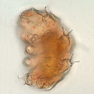 [tardigrades #2: young 'Echiniscus' water bear -- Junger Wasserb&auml;r]