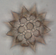 [waterbear egg, focus level 2]