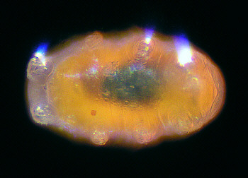 [ tardigrade during moulting ]