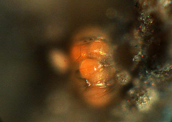 [ heterotardigrade eggs in old cuticula ]