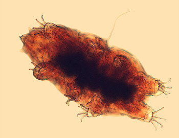 [ heterotardigrade ]