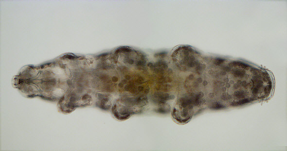 [ Macrobiotus tardigrade (Tardigrada) ]