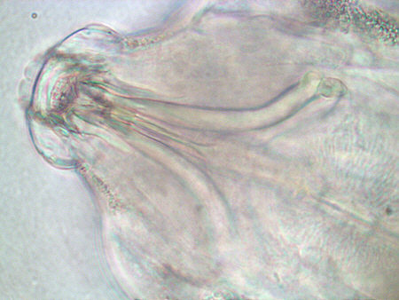 [ B&auml;rtierchen (Tardigrada)]