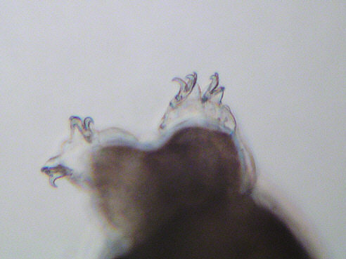 [ B&auml;rtierchen (Tardigrada) ]