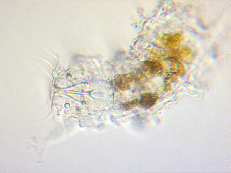 [ Tardigrada ]