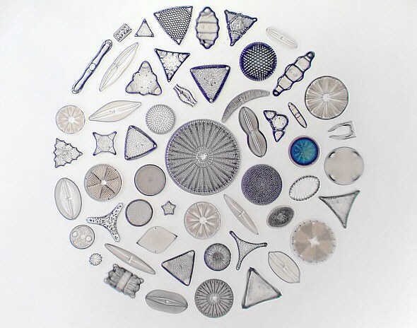 [ TWX-1 Pleurosigma-Test ]