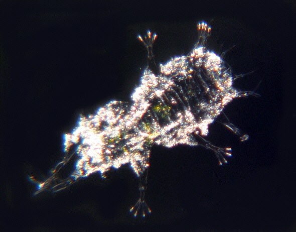 [ Cuticula of a tardigrade from the Losinj island ]