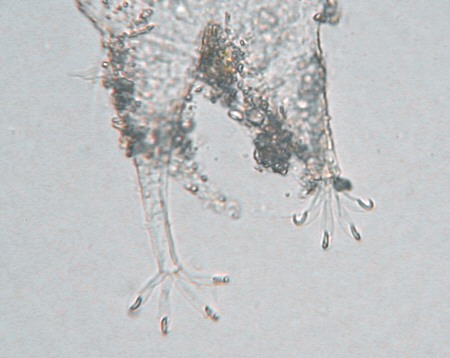 [ Cuticula of a tardigrade from the Losinj island ]