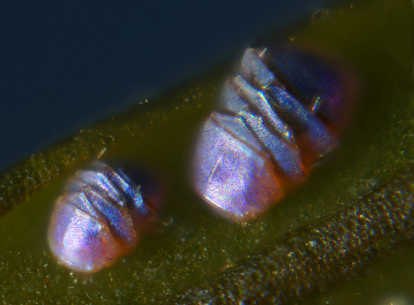 [ B&auml;rtierchen-"T&ouml;nnchen, Aufnahme mit dem Mikroskop ]