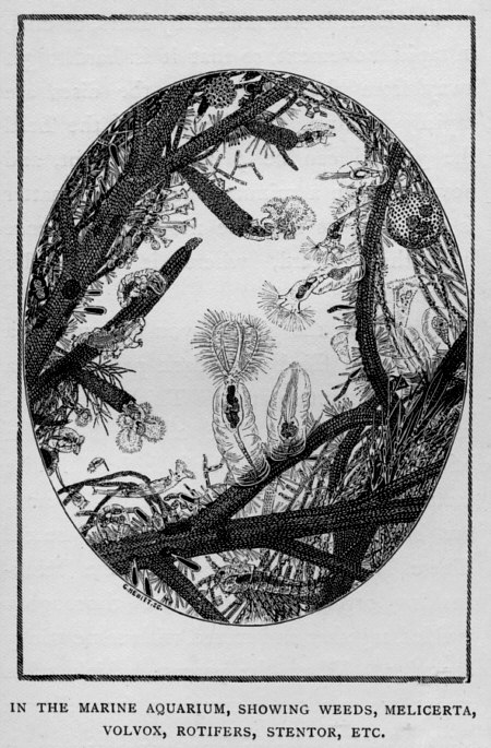 [ Ultra-Einschlaglupe ]