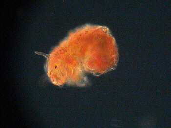 tardigrades tardigrada cornechiniscus