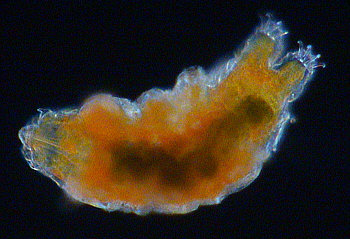 tardigrades tardigrada cornechiniscus