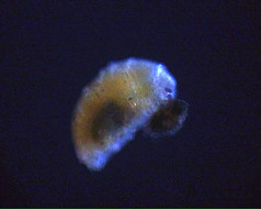 [ tardigrade during moulting ]