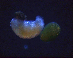 [ tardigrade during moulting ]